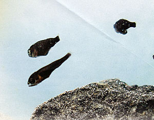 Smallmouth fry