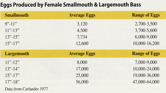 Eggs produced by bass