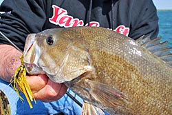 Casting spinner baits through curly leaf pond weed and cabbage that is close to good rock structure is a top tactic for finding smallmouth bass on these expansive Missouri River impoundments.