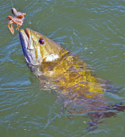 Scents might not only be an attractant when it comes to smallmouths, but also be a cover scent.