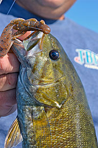 Soft plastic baits smell like, well, plastic when they come out of the mold and scents reduce that unnatural smell.