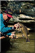 Smallmouth bass