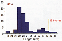 Figure 2. Length frequency of smallmouth bass angled from North Pond in 2004. Note that very few smallies longer than 12 inches were caught and maxinnun size was less than 13 inches.