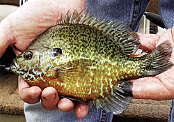 The pumpkinseed!