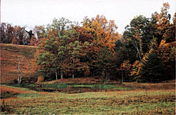 Another out-of-the way fishing hole nestled near the woods.