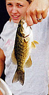 Smallmouth bass disappear when stocked wih largemouth bass in small waters.