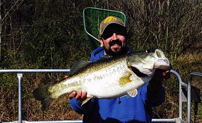 Even a bass so large can be dissuaded from reproducing if enough bluegills torment the nest.