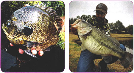 Left: This beautiful male bluegill was caught and quickly released from a bed early this summer. Right: Here s a living example of a huge female I caught while lingering near a bed in an urban pond. After a quick photo, I released this beauty to finish her business.