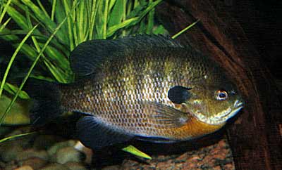 Big populations of sunfish can suppress spawns of other fish.