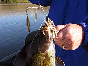 Spinnerbait