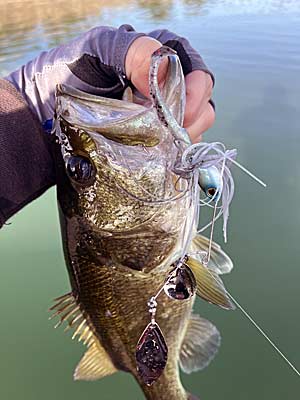 A quick-moving lure like a spinnerbait allows you to fish fast and does a great job of mimicking baitfish.