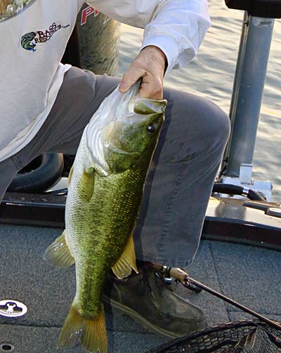 Big bass caught on a spoon.