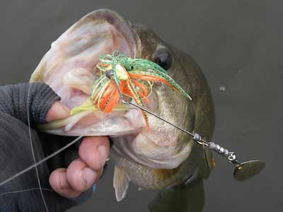 Bass caught on a spinnerbait.