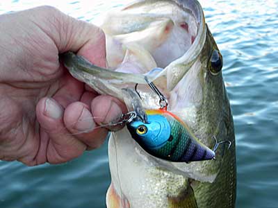 Crankbait bass