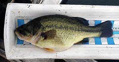 PIT-tagged rapid growing Largemouth bass. 15 inches long, well on her way to trophy status. Collect data and monitor this fishery's productivity and forage base to maximize bass growth. Avoid waiting for relative weight (Wr) data to decline prior to making proper management decisions.