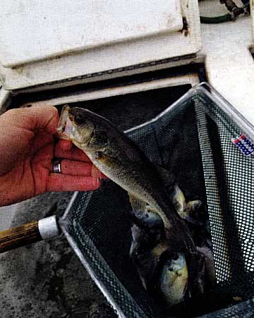 Consider harvesting Largemouth bass when they are small, if you are planning to. No sense letting them eat a bunch of forage fish prior to harvesting them.