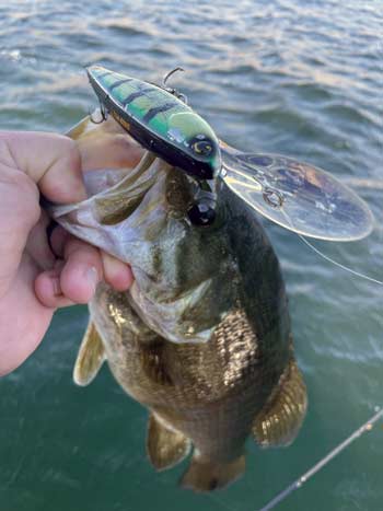 Jerkbaits and crankbaits are two of the best springtime smallmouth lures.