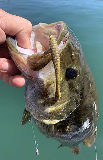 Standard drop-shot baits are popular because they work, but there are many other bait options for the drop-shot rig.