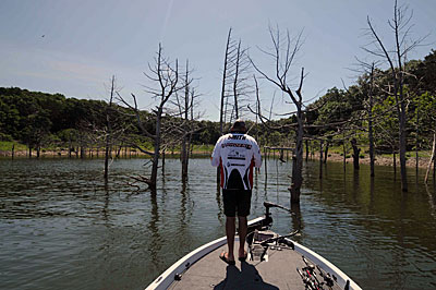 Cedar trees are ideal spots for catching suspended bass in early summer on lakes filled with standing timber.