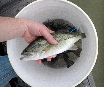 Female largemouth bass could be a good idea. Or, are they?