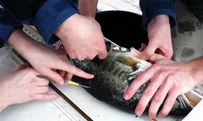 More than 1,200 bass were injected with PIT tags to track individual growth rates.