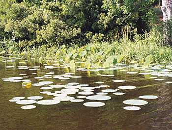 Healthy stands of native aquatic plants are considered cover.