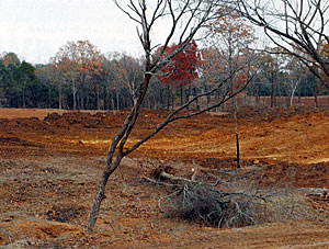 Before impoundment, its a good practice to use trees as these, pushed over at an angle, next to that ridge. Then, you are able to combine structure and cover