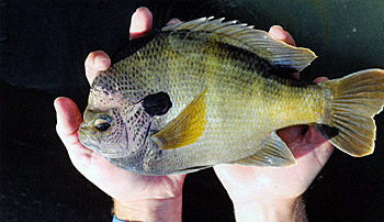 Beautiful copper nose bluegill, on its way to huge sizes.