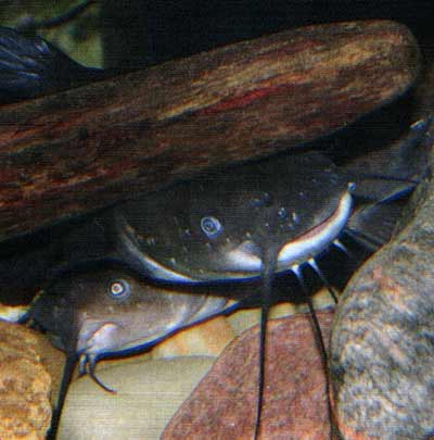 Normal behavior for channel catfish?