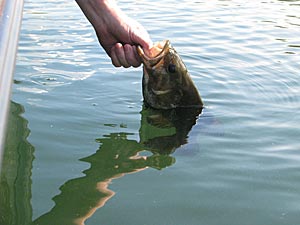 Summer bass fishing