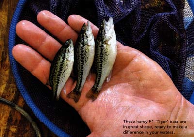 These F1 'Tiger' bass are in great shape ready to make a difference in your waters.