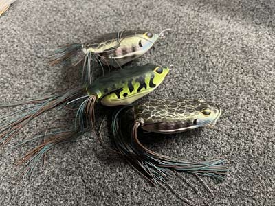 The Berkley Swamp Lord frog is an excellent frog that is available in many colors, both standard and popping versions.