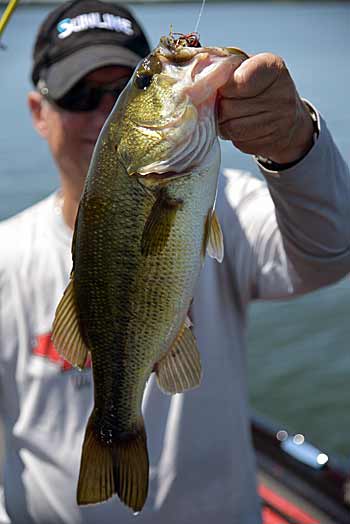 Swim jigs can be used and fished in many different water types and conditions.