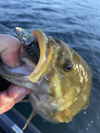 A swimbait on a jighead is one of the best lures in November, and they work well for all bass species.