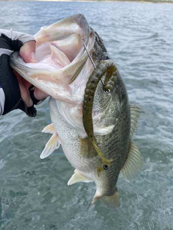 A simple Texas Rig and other classic techniques will help you return to fishing your best.