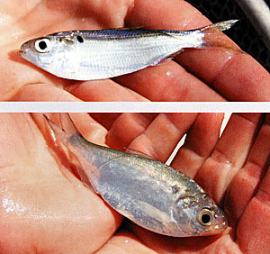 Threadfin shad