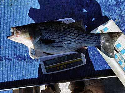 This four-year-old hybrid striped bass was collected during the 2020 spring electrofishing. This year class averages seven pounds, with several individuals just shy of 10 pounds.