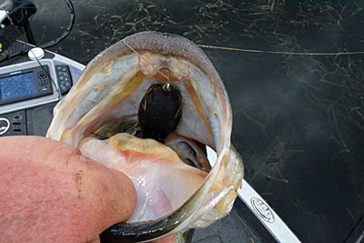 Frogs are a go-to option in shallow, heavy cover for trophy bass.