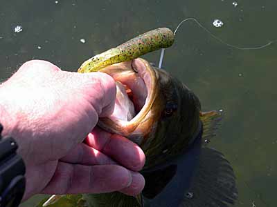 Tube Bait Secrets and Tactics for Bass Fishing