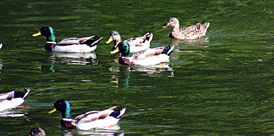 Waterfowl can add profound amounts of hot waste and nutrients to a pond.