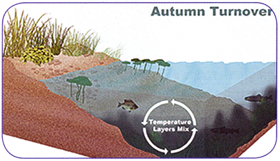 A graphic of what happens when a pond or lake turns over during fall. Courtesy Vertex Water Features