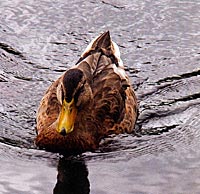 Waterfowl can deposit large amounts of phosphorus in your pond.