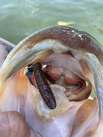 Combining the wacky rig and drop-shot is a great way to get more bites when finesse fishing.