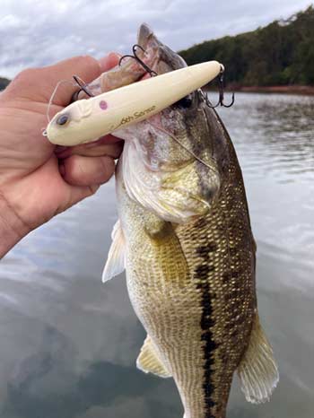 Walking topwater bites are great for all species of bass.