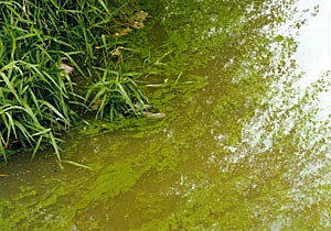 Watch for planktonic algae blooms during the hottest part of summer.