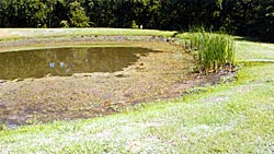 Don't let vegetation get out of hand. This pond is on the verge.