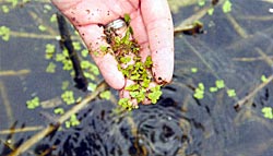 Aquatic plants, especially duckweed, can reproduce and spread exponentially. Be aware.