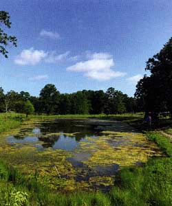 This small pond serves two purposes, irrigation and beauty. With so much algae, neither is served.