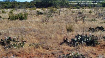 Like a brook trout won't live in Texas, this cactus won't make it in cold upstate New York.