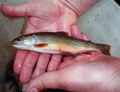 A brook trout needs cold water to thrive. Won't live in hot southern states.